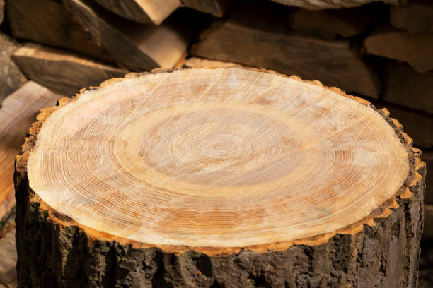 istock Log for cutting firewood, podium for products 1405393062