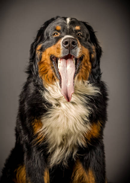 bernese mountain dog in studio showing his tongue
