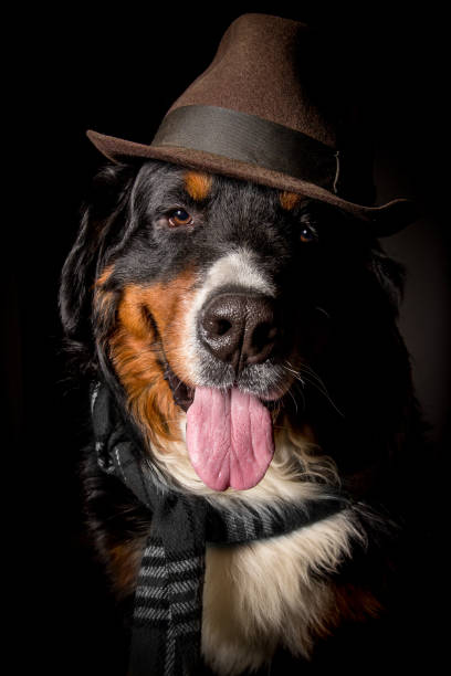 istock dog in scarf and hat 1405393435