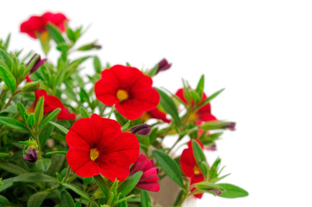 istock Calibrachoa flowers isolated. 1405393443