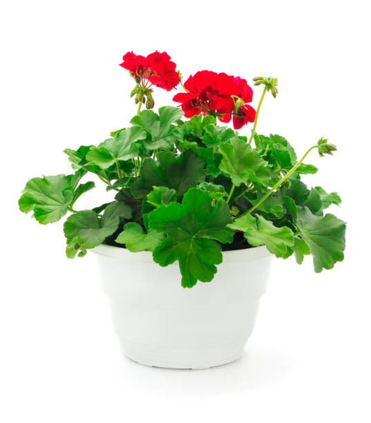 istock Beautiful geranium flower in pot. 1405393448