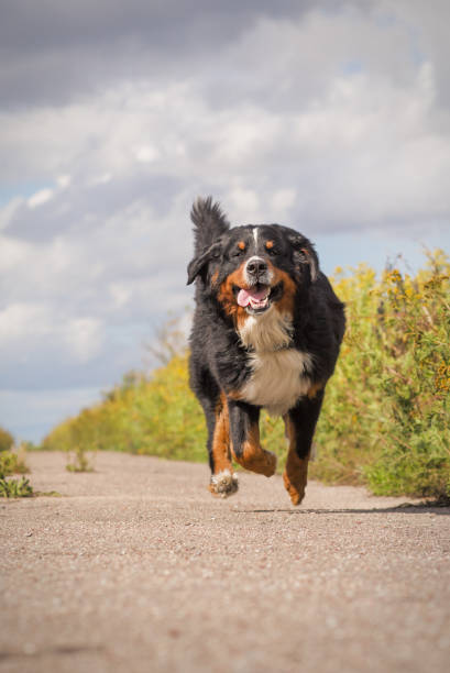 istock happy dog jumping 1405393463