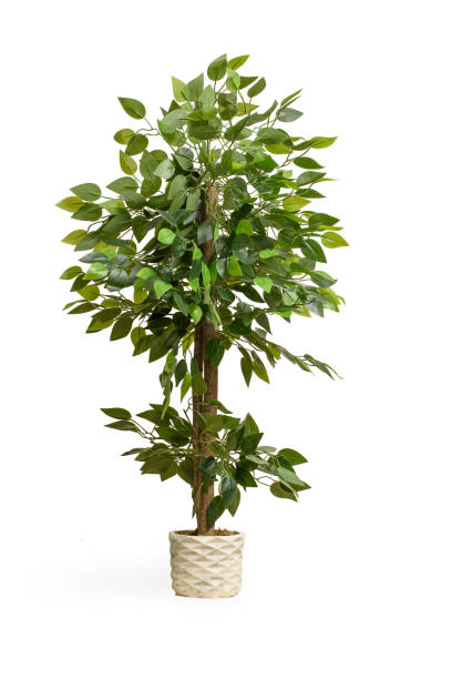 istock tree with green leaves isolated with white background 1405394403