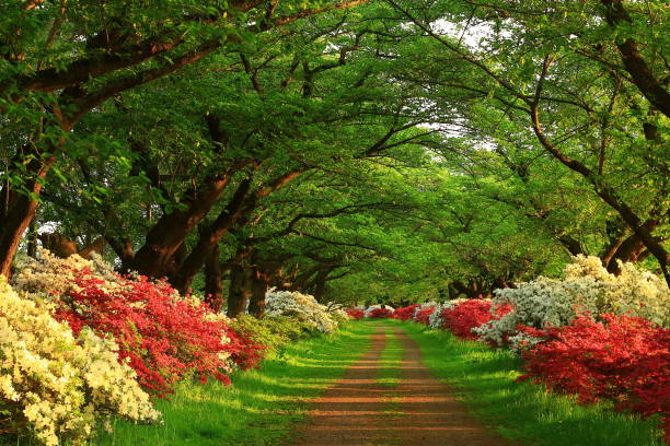 Azalea in full bloom and early summer scenery