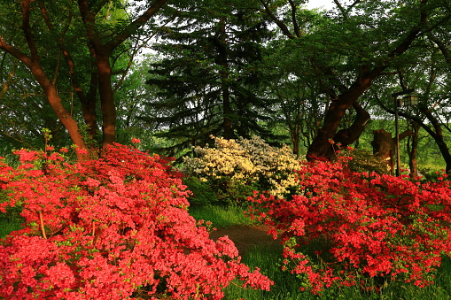 Azalea in full bloom and early summer scenery