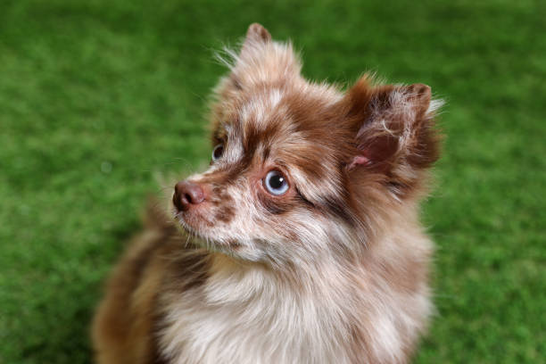 istock Cute fluffy little dog on green grass 1405394623