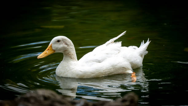 istock duck bird aquatic bird animal 1405394783