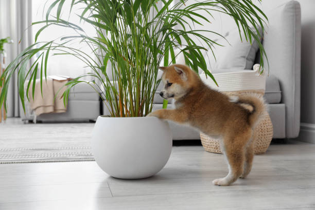 Cute akita inu puppy playing with houseplant in pot indoors Cute akita inu puppy playing with houseplant in pot indoors japanese akita stock pictures, royalty-free photos & images