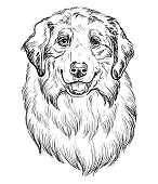 istock Australian Shepherd hand drawing dog vector isolated illustration 1405394833