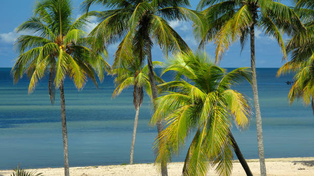 playa y palmeras, isla de la juventud, cuba - isla de la juventud fotografías e imágenes de stock