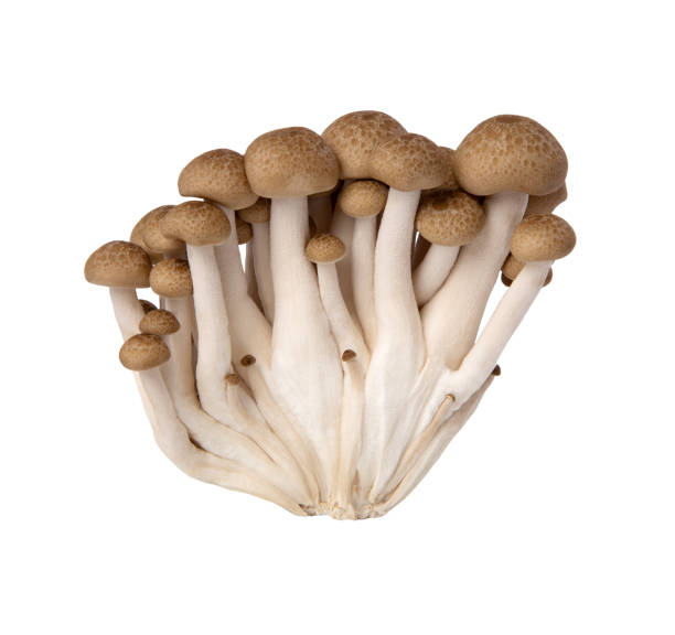 istock Honey agaric mushrooms 1405397436