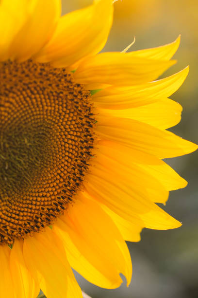 istock A beautiful sunflower illuminated by the rays of the sun. 1405397563