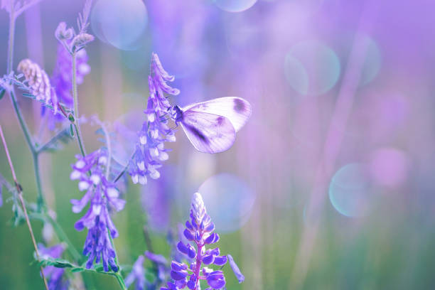 istock Beautiful image in purple with soft bokeh - a butterfly sat down to rest on a flower. 1405397932