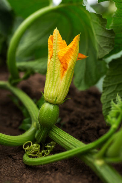 flores de abobrinha são laranja. jardinagem, horta, agricultura, rural - squash flower - fotografias e filmes do acervo