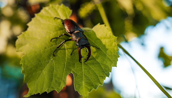 Horn beetle on a grape leaf. wildlife, insects