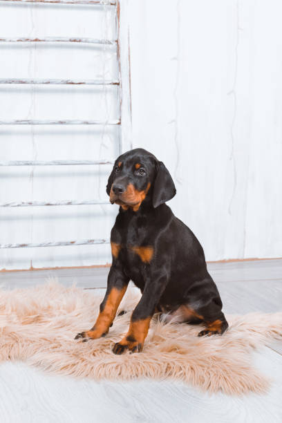 istock A Doberman puppy sits on a fur rug on a light background 1405399147