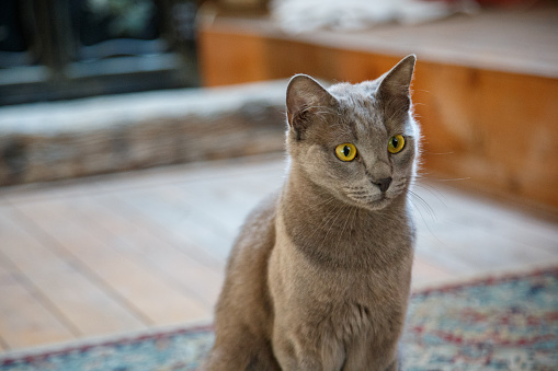 Gray short haired cat Russian Blue with greenish yellow eyes sitting on the carpet at home and staring attentively, domestic purebred cat