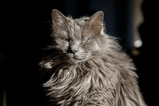 Close-up on gray furry cat Nebelung sitting on home furniture in  the sunlight and looking at camera squinting, domestic purebred cat
