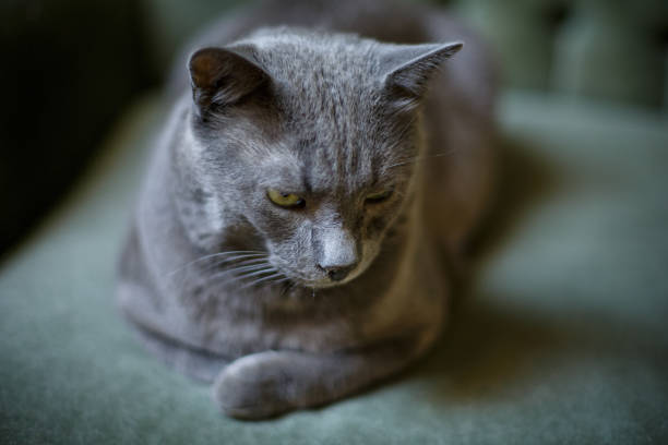 gray short haired cat lying on the sofa at home and looking down attentively, close-up - 7678 imagens e fotografias de stock