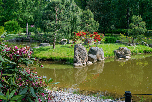 Fantastic  red and purplerhododendron bush blossoms,  pine trees, rocks,  pond with reflections in water in   japanese garden in Tallinn in Kadriorg