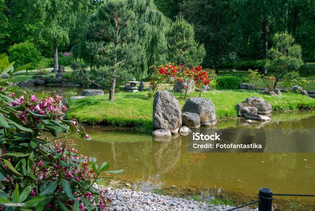 amazing red rhododendron bush blossoms and ground path in japanese garden in Tallinn in Kadriorg Fantastic red and purplerhododendron bush blossoms, pine trees, rocks, pond with reflections in water in japanese garden in Tallinn in Kadriorg Public Park Stock Photo amazing red rhododendron bush blossoms and ground path in japanese garden in Tallinn in Kadriorg Fantastic red and purplerhododendron bush blossoms, pine trees, rocks, pond with reflections in water in japanese garden in Tallinn in Kadriorg Public Park Stock Photo