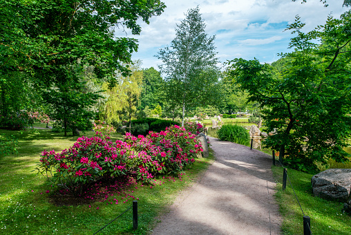 Idyllic view with    pink rhododendron  (azalea) blossoms and footpath and pond and birch tree with  in japanese garden in Tallinn  in Kadriorg park