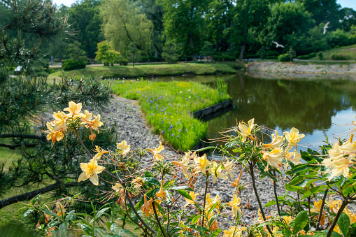 Fantastic view of yellow flowers of rhododendron bush, pond, irises (blue and white