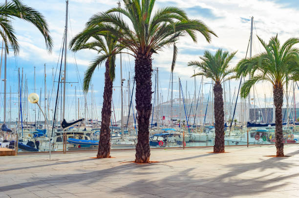 istock Yachts motorboats palms marina Valencia 1405404120