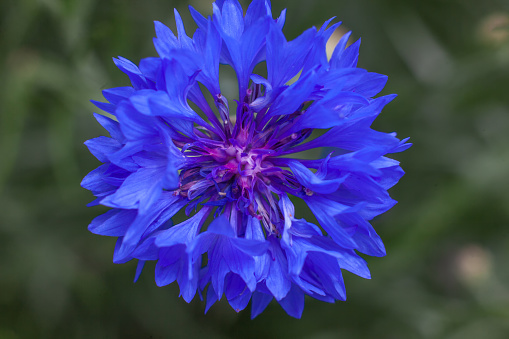 Variegated Cornflower in extreme close up.