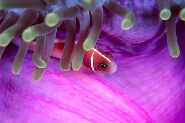 istock Pink skunk anemonefish, Amphiprion perideraion 1405405139