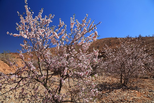 Blooming almond trees in Anti-Atlas mountains near Tafraout, Morocco. Spring time in Morocco.