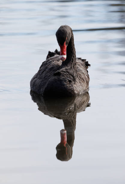 Black swan, Cygnus atratus