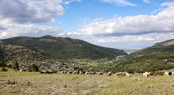 sheep and goats on the plateau/ Cankurtaran Village, Akşehir, Konya, Türkiye