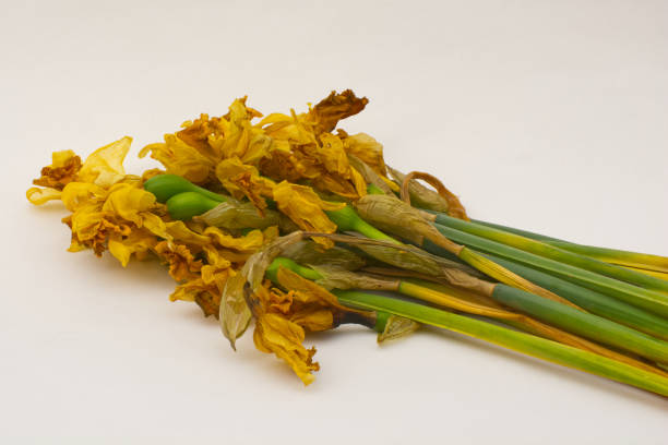 Bunch of dead and dried up daffodils on a white background. Narcissus pseudonarcissus, Amaryllidaceae.