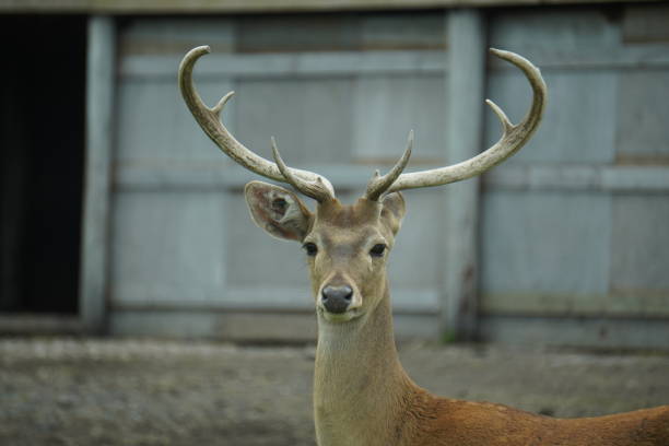 eld の鹿 - brow antlered deer ストックフォトと画像