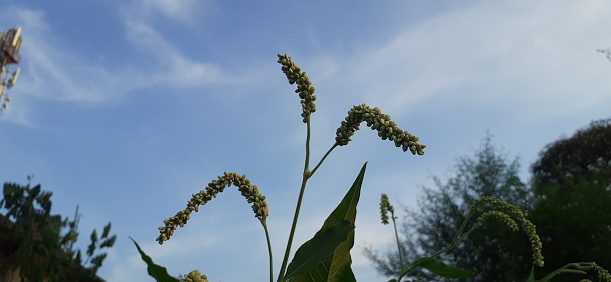 Persicaria Lapathifolia or Pale Smartweed is a Polygonaceae family flowering plant, It is also know as Willow Weed,Pale Persicaria and Curlytop Knotweed. Native place of this flowering plant is Britain and Europe.