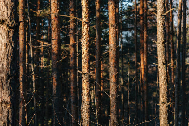Tall pinewood forest tree trunks in Divcibare, Serbia - selective focus