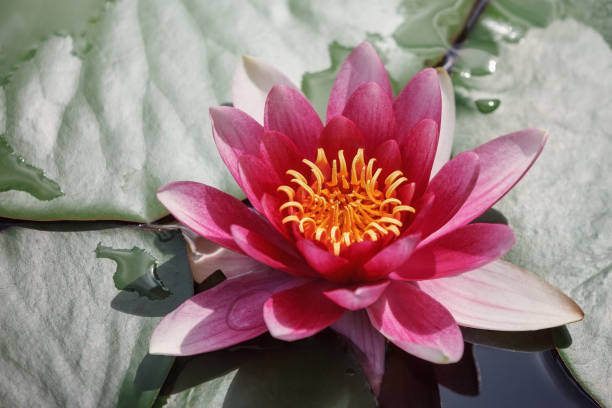 istock Red water lily flower and leaves with water on them. 1405413623