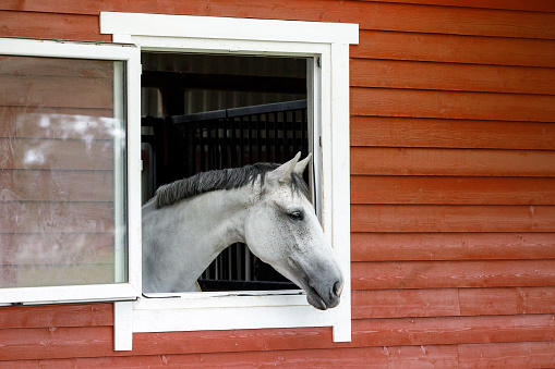 The white - gray horse is looking out the window. The exterior of the horse stable is made of brown wood planks, there is free space for text in the picture.