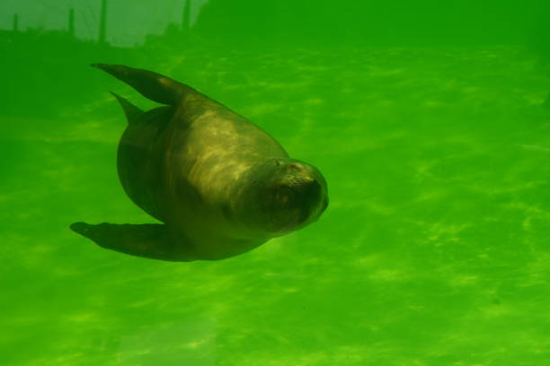 A swimming seal in the aquarium