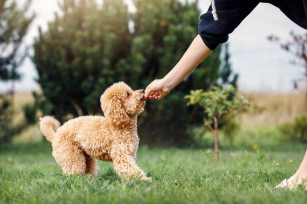 Little brown poodle. Small puppy of toypoodle breed. Cute dog and good friend. Dog games, dog training. Be my friend. The puppy gets his prize. stock photo
