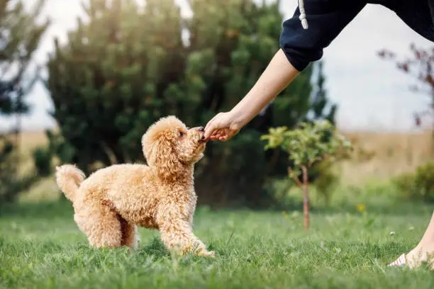 A girl is training her poodle on a green lawn. The puppy gets his prize.
