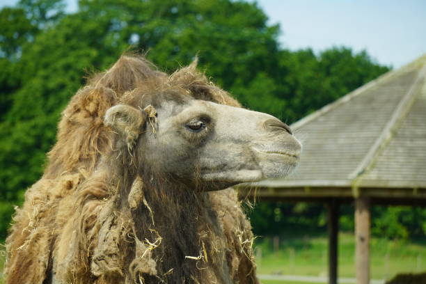 бактриан - bactrian camel стоковые фото и изображения
