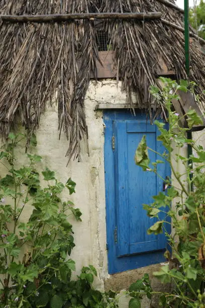 Blue door of hut with hay rooftop and vegetation growing on the wall