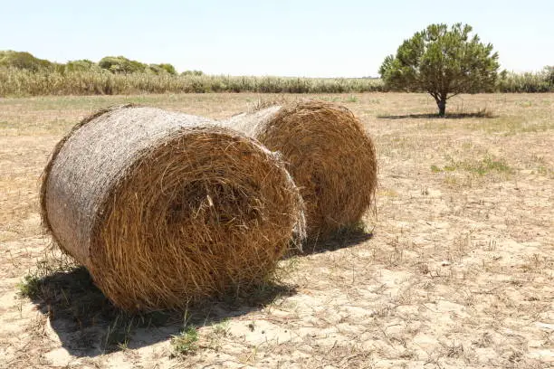 Bale of hay on dry field