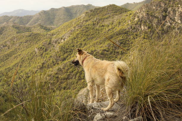 istock Dog on a rock in the mountains 1405414230