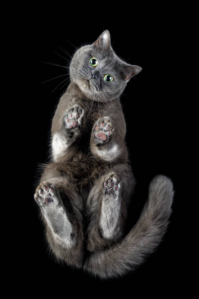 istock Cute gray cat with green-yellow eyes from below looking at camera. Horizontal image with black background. 1405414270