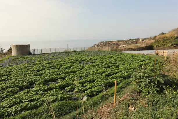 Green permaculture field by the sea