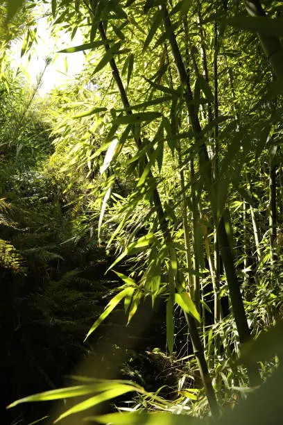 Green bamboo forest