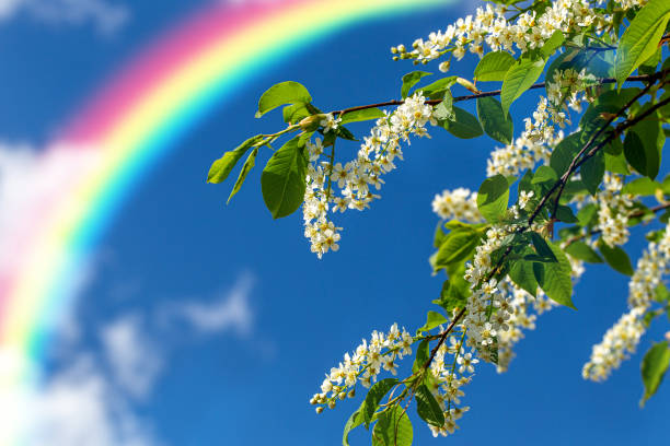istock Rainbow and flowering cherries (lat. Prunus padus) against the blue sky 1405414613